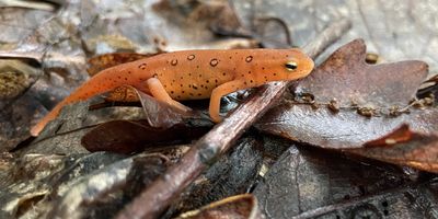 A red spotted salamander in the leaf litter