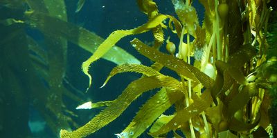 Kelp on the sea floor