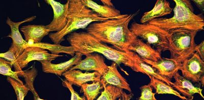 Get more morphological profiling parameters with cell painting